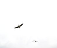 Storkar flyger