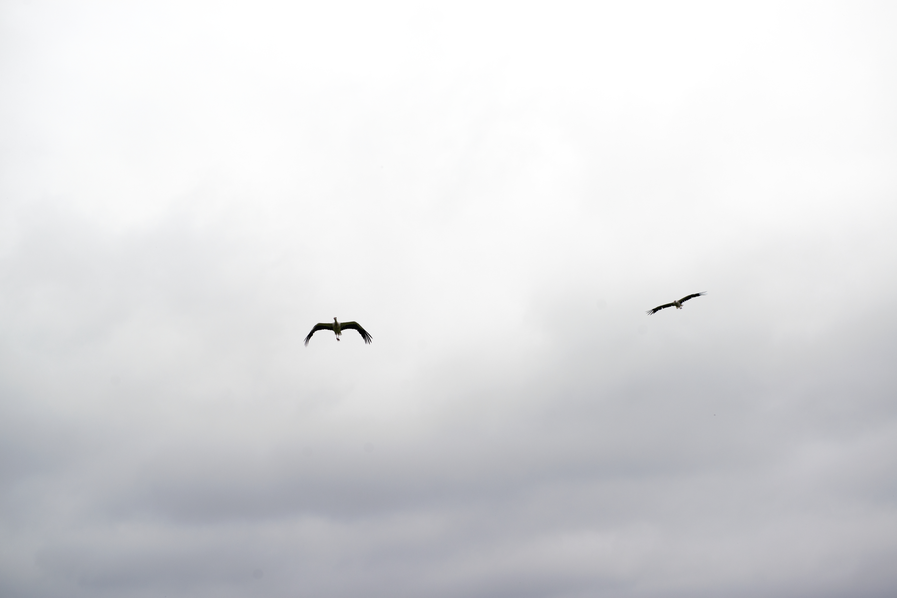 Storkar flyger
