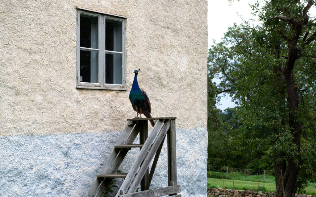 en påfågel sitter på en trätrappa vid ett slott