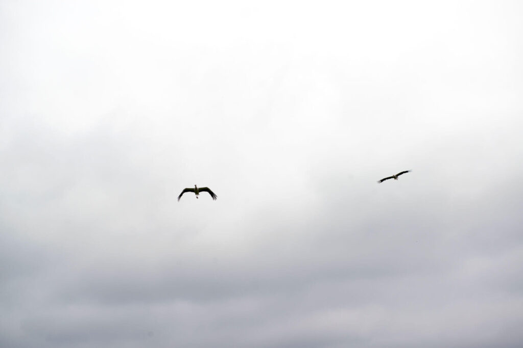 två storkar som flyger